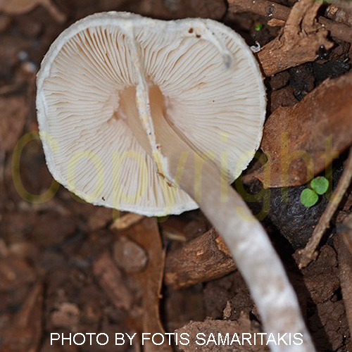 Lepiota cristata